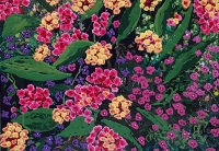 Lantana and Lobelia